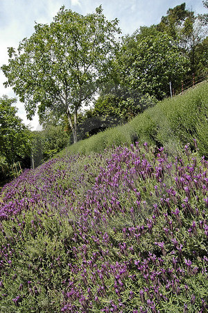 Meran - Mediterraner Garten