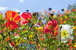 Meran - Island-Mohn, Schloss Trauttmansdorff