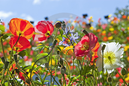 Meran - Island-Mohn, Schloss Trauttmansdorff