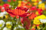 Meran - Roter Island-Mohn, Schloss Trauttmansdorff