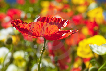 Meran - Roter Island-Mohn, Schloss Trauttmansdorff