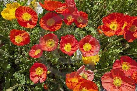 Meran - Island-Mohn