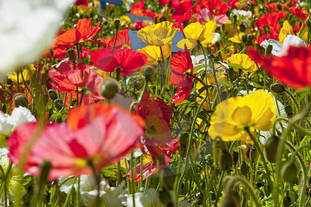 Meran - Island-Mohn, Schloss Trauttmansdorff