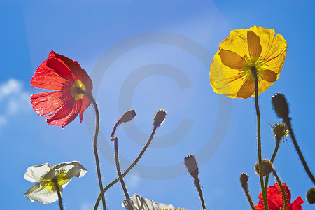 Meran - Island-Mohn, Schloss Trauttmansdorff