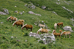 Seiser Alm - Haflinger