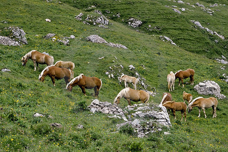 Seiser Alm - Haflinger