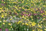 Seiser Alm - Wildblumenwiese