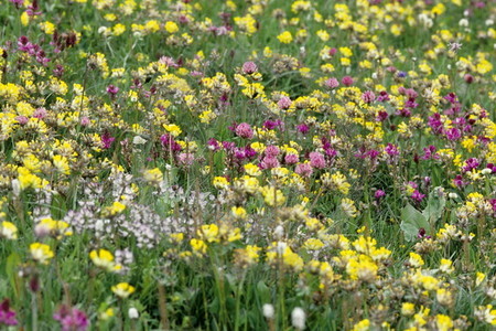 Seiser Alm - Wildblumenwiese