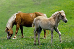 Seiser Alm - Haflinger-Pferde