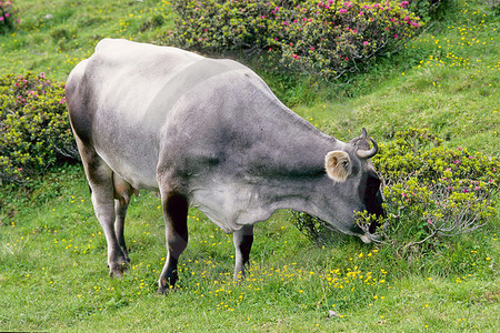 Seiser Alm - Alm-Rind