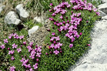 Rosengarten - Dolomiten-Fingerkraut