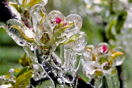 Apfelblüte im Eis