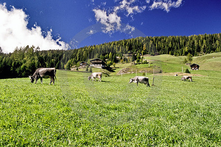 Ultental - Almwiese bei St. Moritz