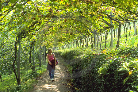 Lana - Weinwanderweg