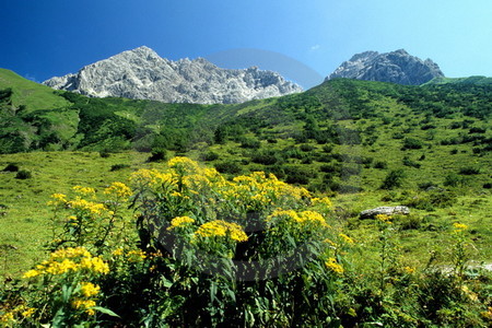 Allgäuer Berglandschaft