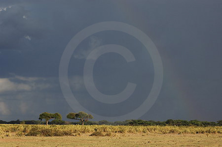 Regenbogen