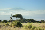 Kilimanjaro