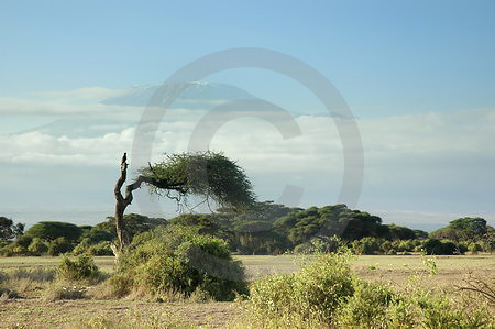 Kilimanjaro