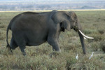 Elefant