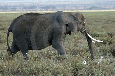 Elefant