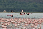 Lake Nakuru