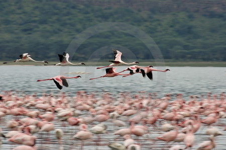 Lake Nakuru