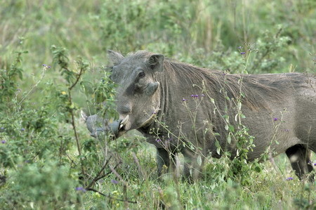 Warzenschwein