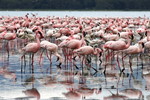 Lake Nakuru