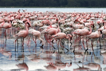 Lake Nakuru