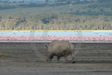 Breitmaulnashorn