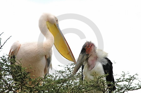 Rosapelikan und Marabu