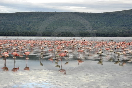 Lake Nakuru