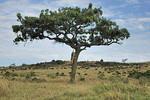 Loewin auf einem Baum