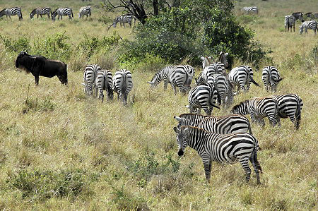 Steppenzebras