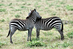 Steppenzebras