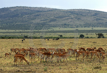 Impalas