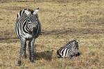 Steppenzebras