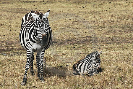 Steppenzebras