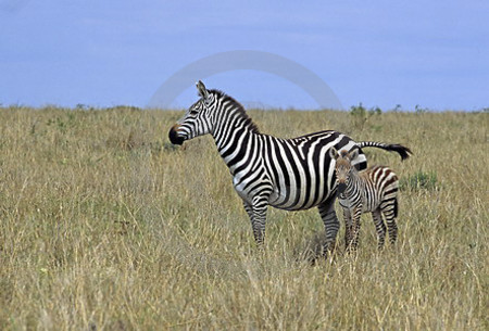 Zebra mit Fohlen