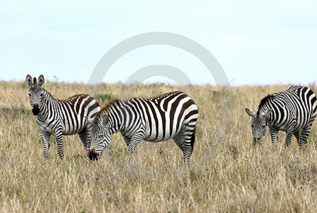 Steppenzebras