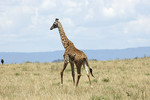 Massai-Giraffe