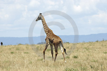 Massai-Giraffe