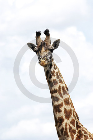 Massai-Giraffe