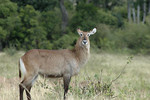 Wasserbock