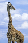 Massai-Giraffe