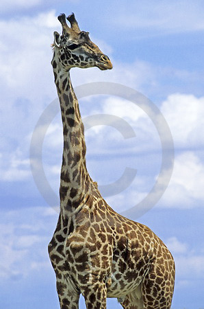 Massai-Giraffe