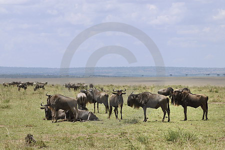 Weissbart-Gnus