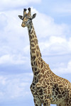 Massai-Giraffe