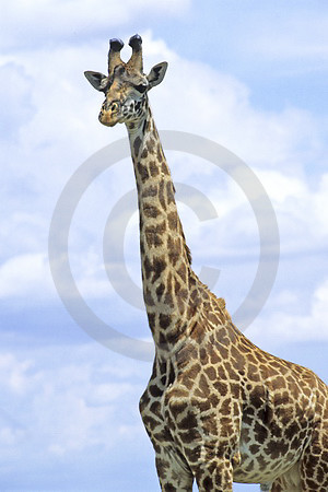 Massai-Giraffe