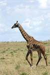 Massai-Giraffe